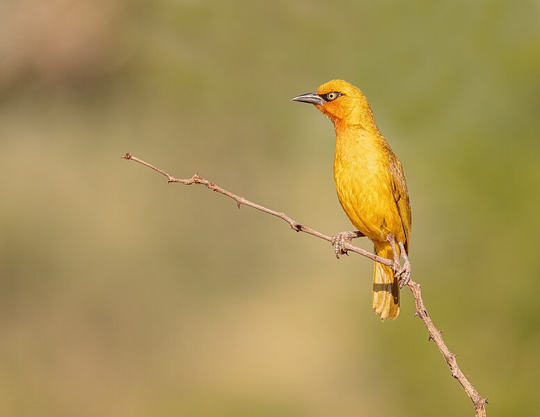 File:Spectacled Weaver (52761100063).jpg