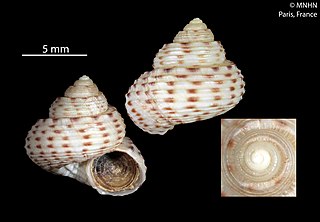 <i>Spectamen pardalis</i> Species of gastropod