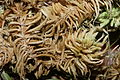 Sphagnum teres