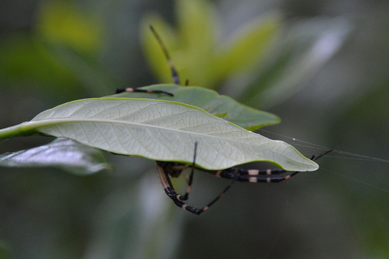 File:Spider, Hiding.jpg