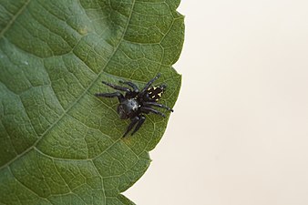 File:Slack leaf curling spider (3375407106).jpg - Wikimedia Commons