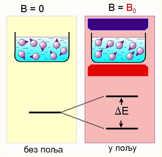 File:Spin u B polju.jpg