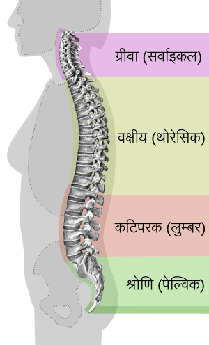 मेरुदण्ड