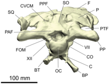 Braincase of the sauropod Spinophorosaurus in rear view, showing the postparietal foramen (PPF) and the posttemporal fenestra (PTF) Spinophorosaurus braincase 3D posterior.png