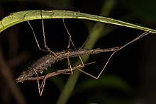 Spinotectarchus acornutus mating Spinotectarchus acornutus by Shaun Lee.jpg