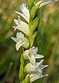 Spiranthes perexilis