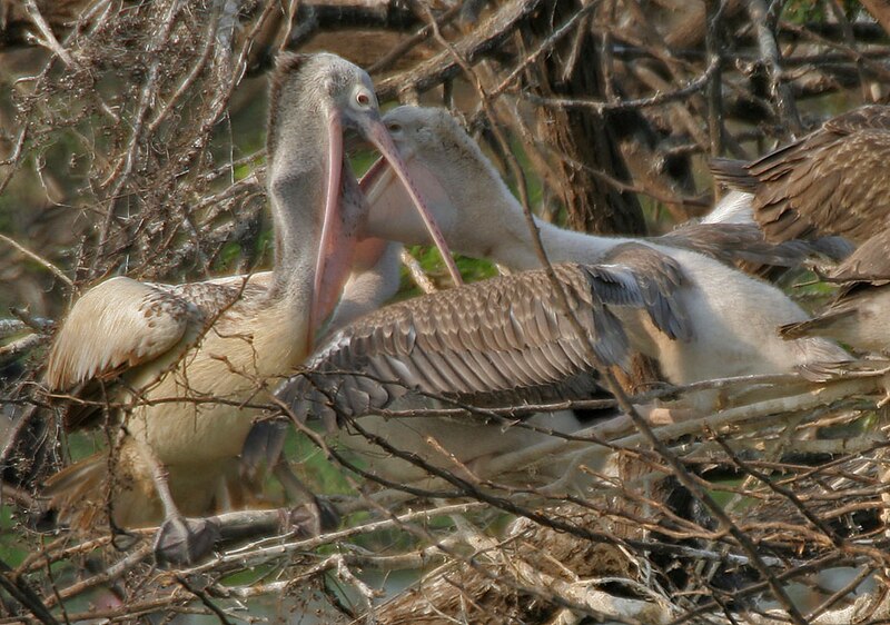 File:Spot-billed Pelican (Pelecanus philippensis) feeding a juvenile in Garapadu, AP W IMG 5254.jpg