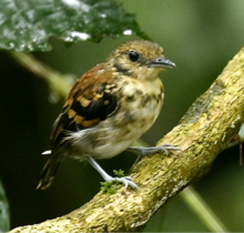 Juvenile - Altos Del Maria - El Valle, Panama Spotted Antbird.tif