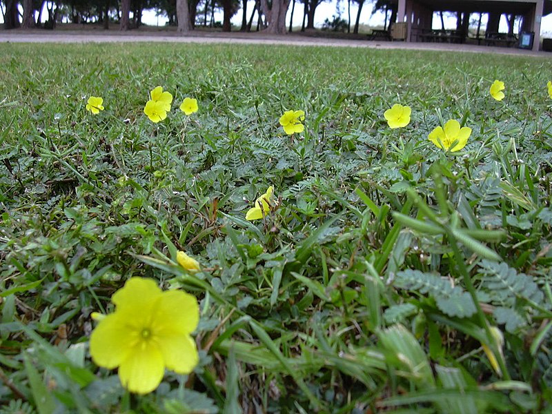 File:Starr-031108-0112-Tribulus cistoides-flowers-Coquina Beach-Florida (24306554389).jpg