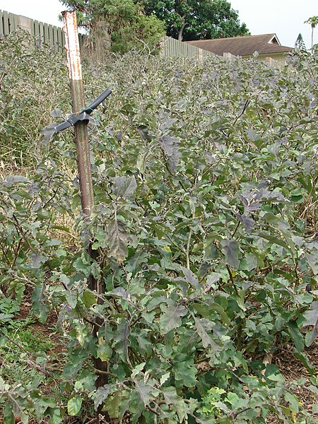 File:Starr-090421-6293-Solanum melongena-crop-Pukalani-Maui (24584801959).jpg