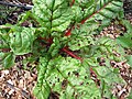 Starr-100508-6084-Beta vulgaris subsp cicla-habit in vegetable garden-Olinda-Maui (24919803212).jpg