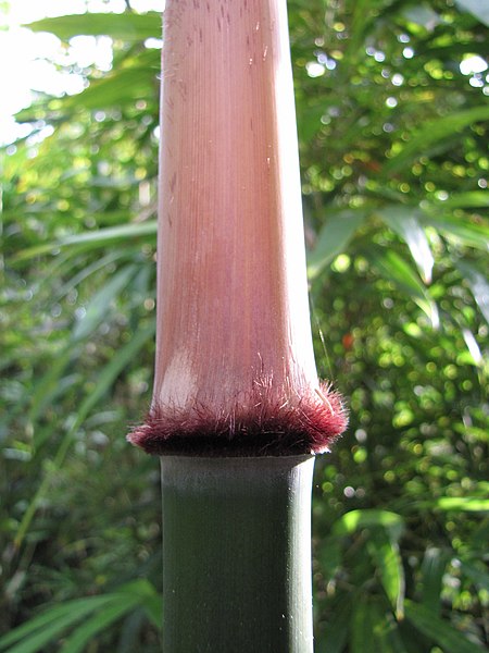 File:Starr-120614-7451-Phyllostachys nigra-bristles-Makawao-Maui (24778011769).jpg