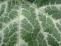 Starr-130504-4398-Cucurbita moschata-leaf veins-Hawea Pl Olinda-Maui (24842947129).jpg