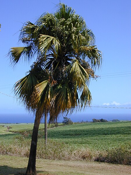 File:Starr 010330-0582 Livistona chinensis.jpg