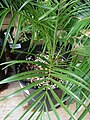 Phoenix roebelenii (Dwarf date palm)