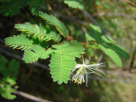 湘杰山草合欢草图片