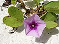 Povijnice Ipomoea pes-caprae