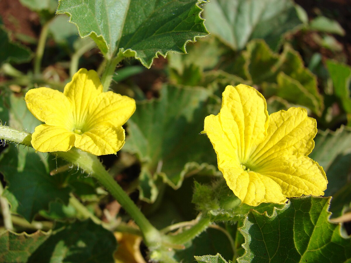 Melon (plante) — Wikipédia