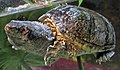 Sternotherus odoratus (eastern musk turtle) 1.jpg