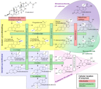 steroidogenesi