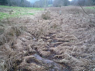 Headwaters of the Stockweiherbach