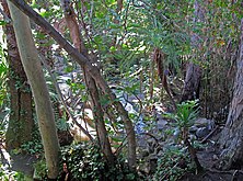 Arroyo de los Jardines Stream in Brookside Los Angeles.jpg