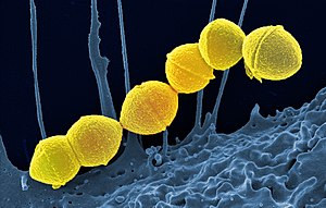 Streptococcus Pyogenes