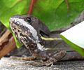 Striped basilisk lizard