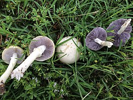 Witte stropharia