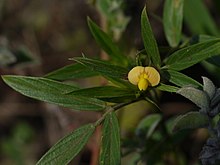 Stylosanthes hamata (L.) Taub. (6254148545).jpg