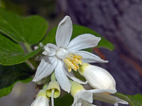 Close-up on a flower of Styrax officinalis Styracaceae - Styrax officinalis.JPG