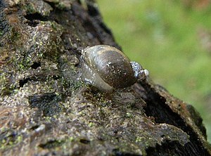 Succinella oblonga