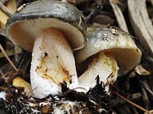 Suillus pungens 123004.jpg