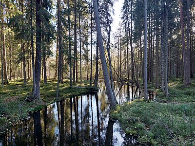 Suolioja Suolijärven luoteispäässä