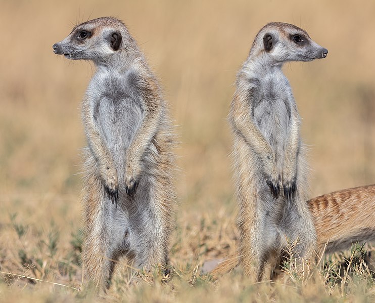 File:Suricatos (Suricata suricatta), parque nacional Makgadikgadi Pans, Botsuana, 2018-07-30, DD 25.jpg