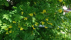 Suur läätspuu Caragana arborescens