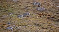 * Nomination Svalbard reindeers in the tundra of Svalbard --AWeith 09:03, 16 December 2016 (UTC) * Promotion Good quality. -- Johann Jaritz 09:15, 16 December 2016 (UTC)