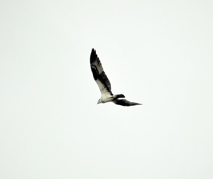 File:Swainson's Hawk Buteo swainsoni (3) (41124839760).jpg