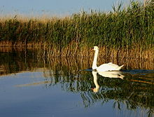Swan on Lake Velencei.jpg