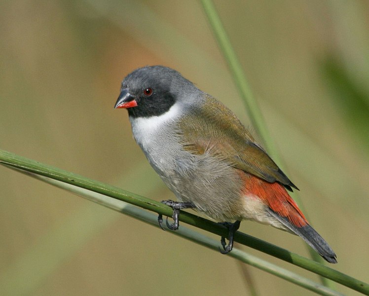 File:Swee waxbill 2008 05 18 14 08 26 5958.jpg