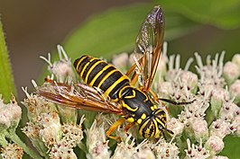 Spilomyia longicornis