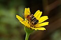 * Nomination Syrphidae --Vengolis 03:40, 14 July 2015 (UTC) * Promotion Good quality. --Johann Jaritz 03:53, 14 July 2015 (UTC)