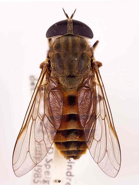 A horse-fly, Tabanus eggeri, France