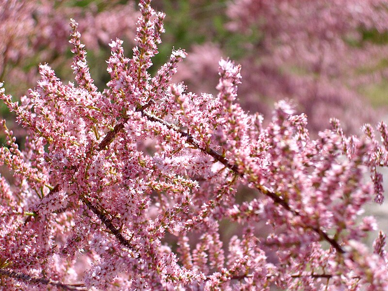 File:Tamarix gallica flores ArgamasillaCalatrava.jpg