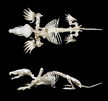 Photographies du squelette montrant le crâne triangulaire en vue dorsale, et les pattes avant nettement plus larges que les pattes arrière.