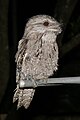 Tawny Frogmouth