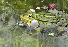 Rufender Teichfrosch mit Schallblasen