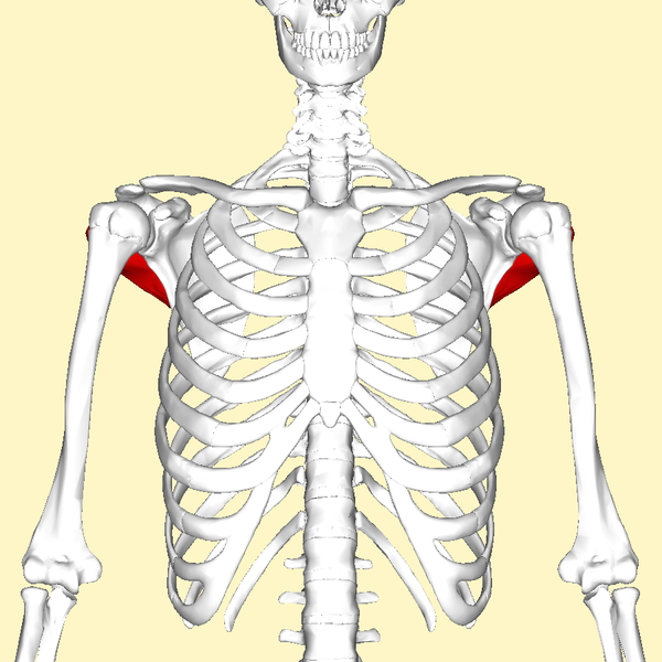 File:Teres minor muscle frontal2.png