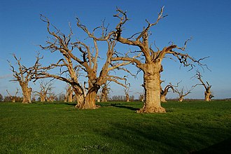 Dead oak trees behind St Mary's Church at Mundon Hall Farm Terminus for Trees - geograph.org.uk - 288921.jpg