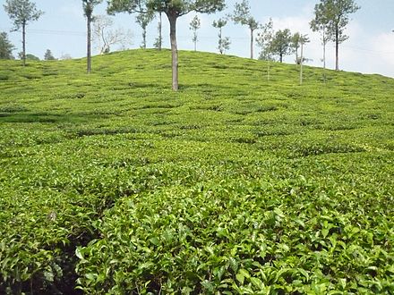 A Tea Estate in Mananthavady